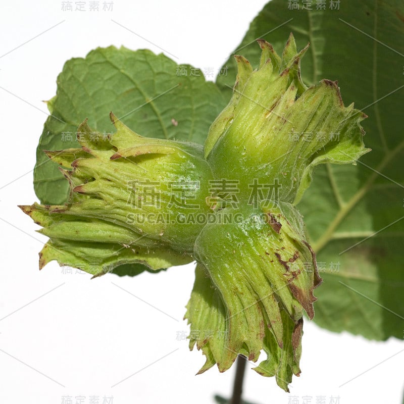 榛子;Corylus;avellana