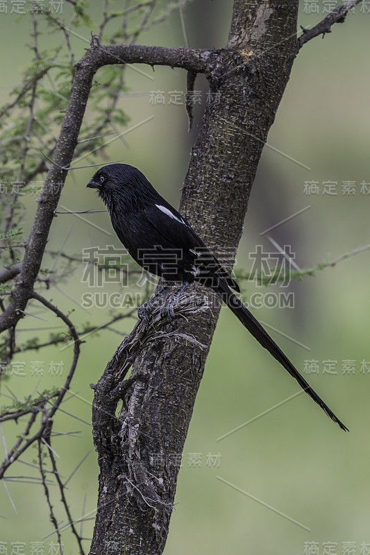 喜鹊伯劳(Urolestes melanoleucus)，又称非洲长尾伯劳，是伯劳科的一种鸟类。坦桑