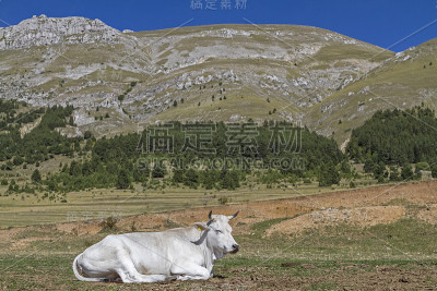 国王广场上的奶牛
