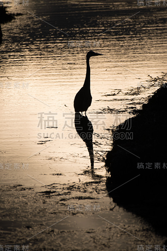 大蓝鹭站在海湾的水与落日的倒影和剪影