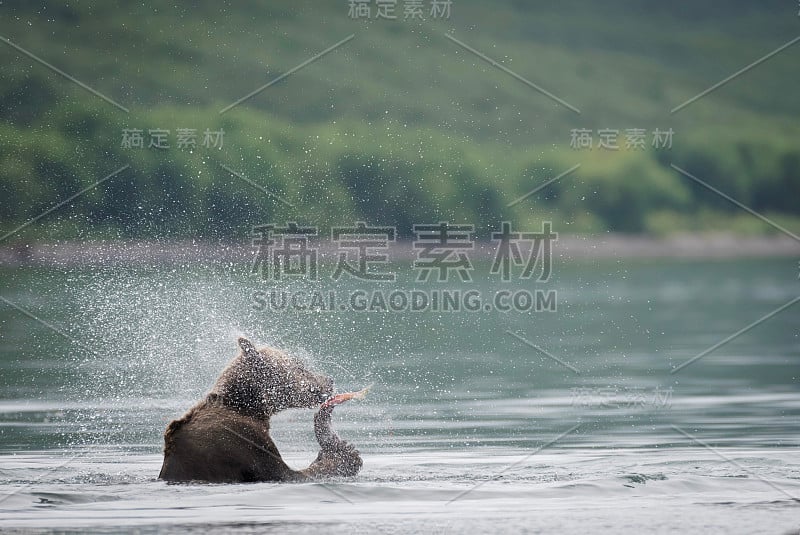 野外的熊