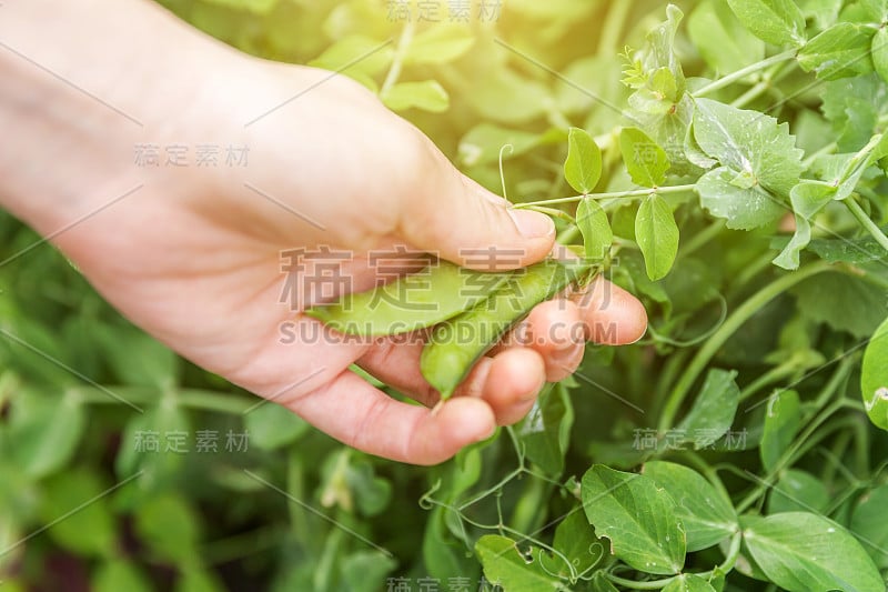 园艺和农业概念。女农场工人手收割绿色新鲜成熟的有机豌豆在花园里的树枝上。素食主义者家庭种植的食物。摘