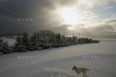 新鲜的雪
