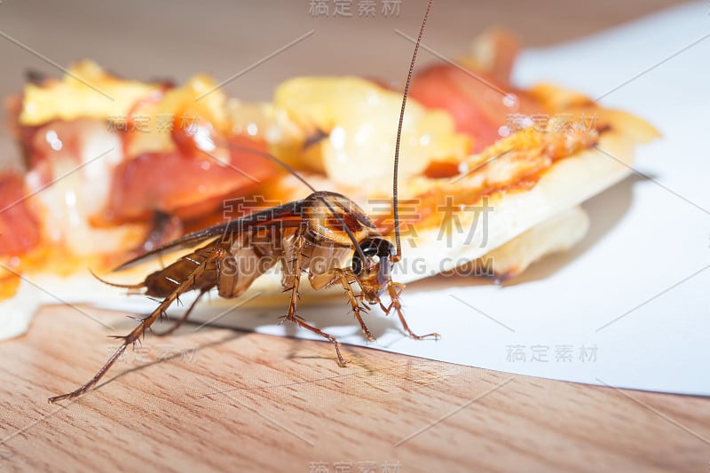 房子里的问题在于厨房里住着蟑螂。