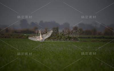 白鹭着陆