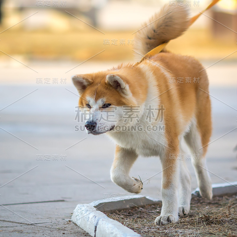 柴犬日本狗的肖像。小秋田犬在寻找