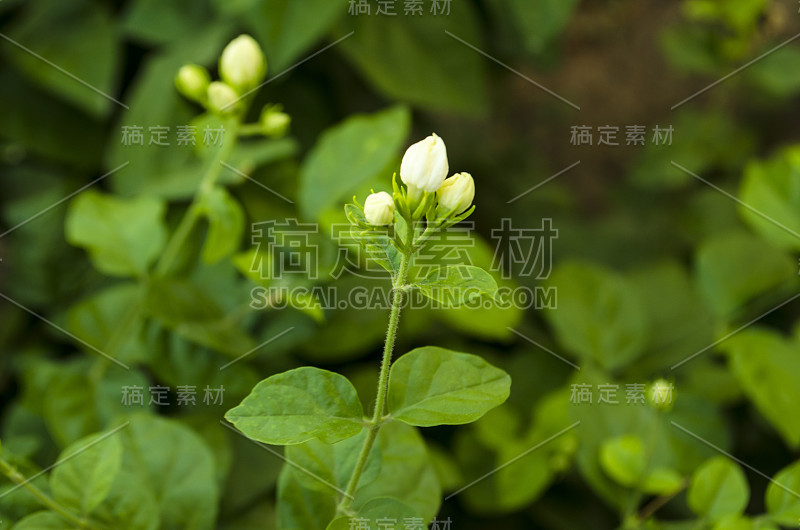 阿拉伯茉莉花，茉莉花茶花