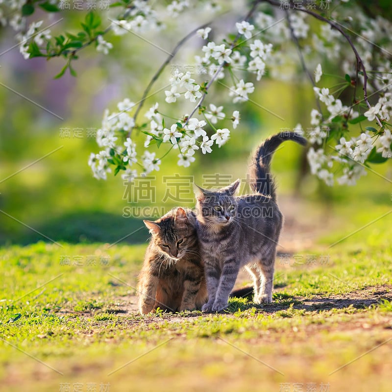 两只坠入爱河的猫，他们肩并肩走在五月阳光灿烂的花园，樱花的树枝包围