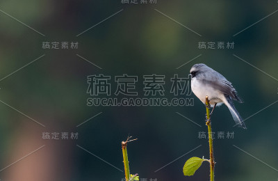灰色bushchat鸟