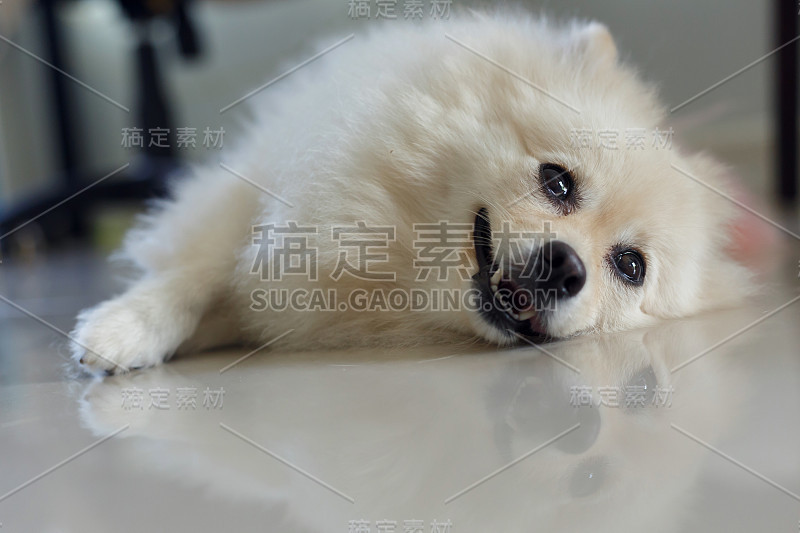 白色博美犬，可爱的宠物，快乐的微笑友好