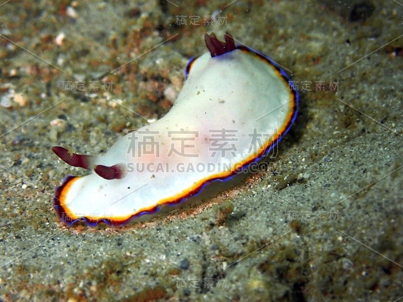 nudibranch chromo多丽丝在我的祖父Abdul Rahman Park, Kinaba