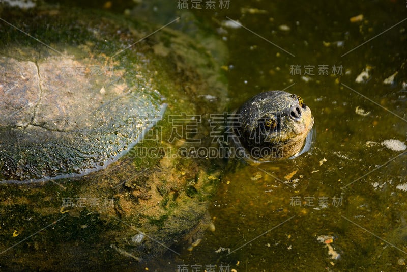 乌龟在大自然的水池塘里