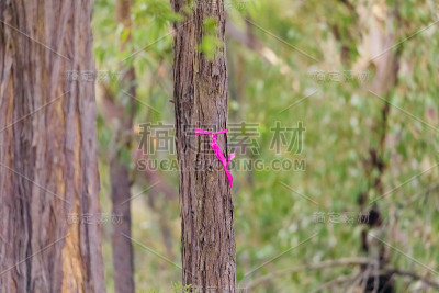 农村消防减少危险在树上燃烧粉红色的丝带