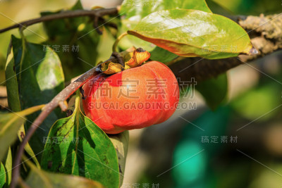 果园里美味的熟柿子