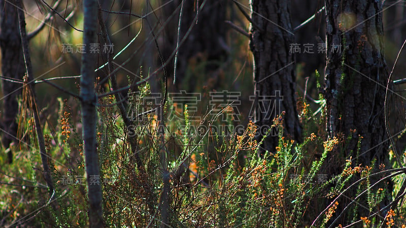 Forêt des Landes，石南花的特写