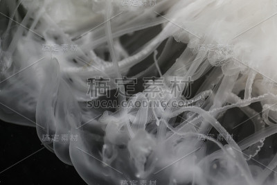 水母的抽象图片