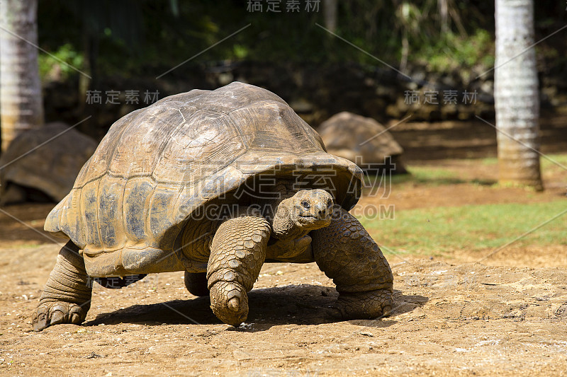 巨型海龟，毛里求斯岛上的巨龟