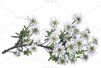 白烛葵Iberis它们