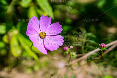 墨西哥Aster花。