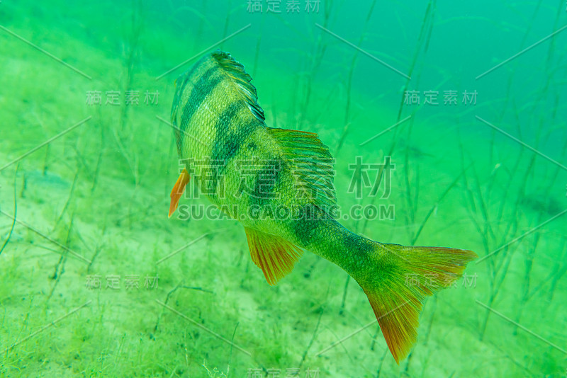 欧洲人(Perca fluviatilis)