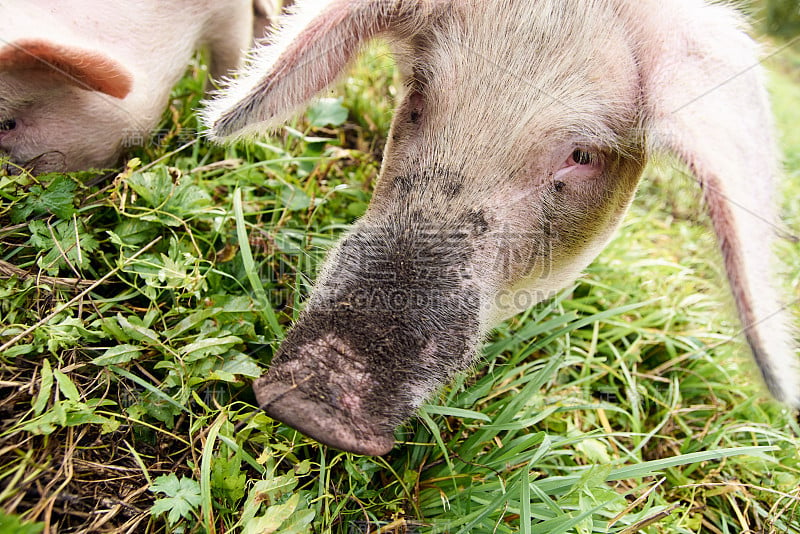 Pink pig. Dirty nose. Green grass