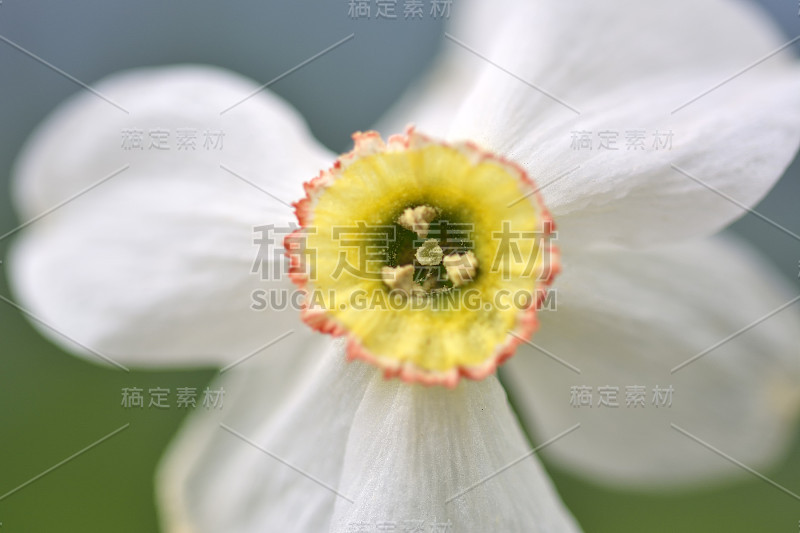 水仙花。宏观视图