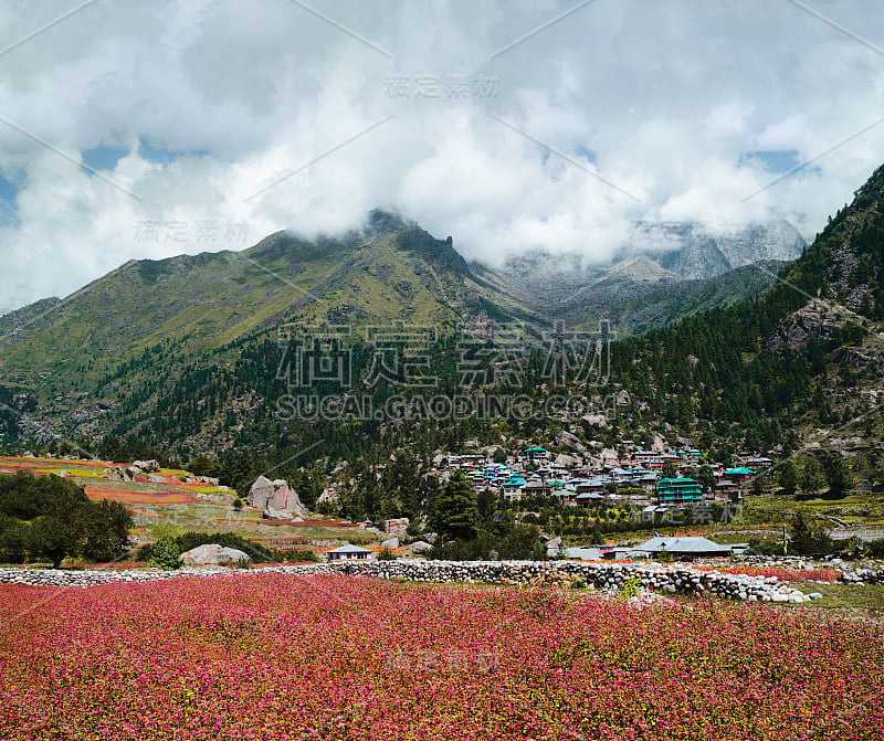 印度喜马偕尔邦，被喜马拉雅山峰和红色奥尔加作物包围的拉克姆村。