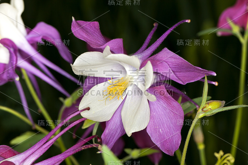 耧斗菜(Aquilegia)或奶奶帽花