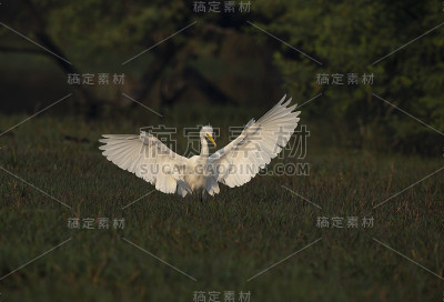 白鹭着陆