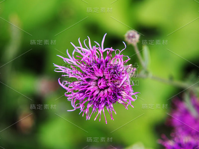矢车菊-大矢车菊