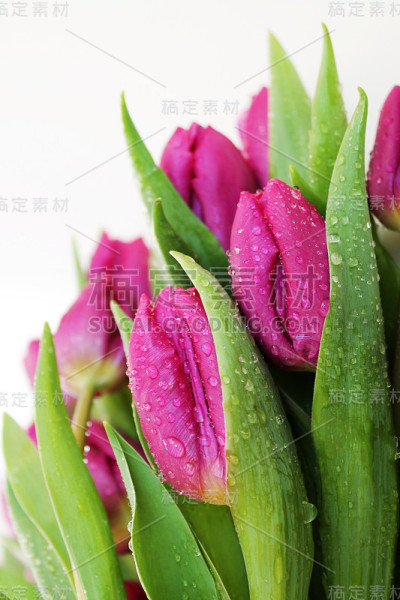郁金香开着带露珠的花