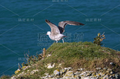 风景的诺曼底