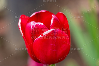 快开的冰郁金香