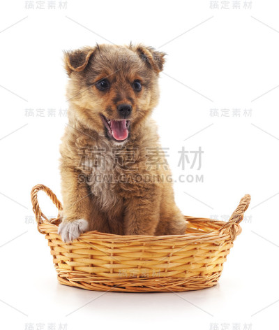 篮子里的小狗。