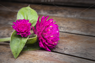 近球形紫红色花。