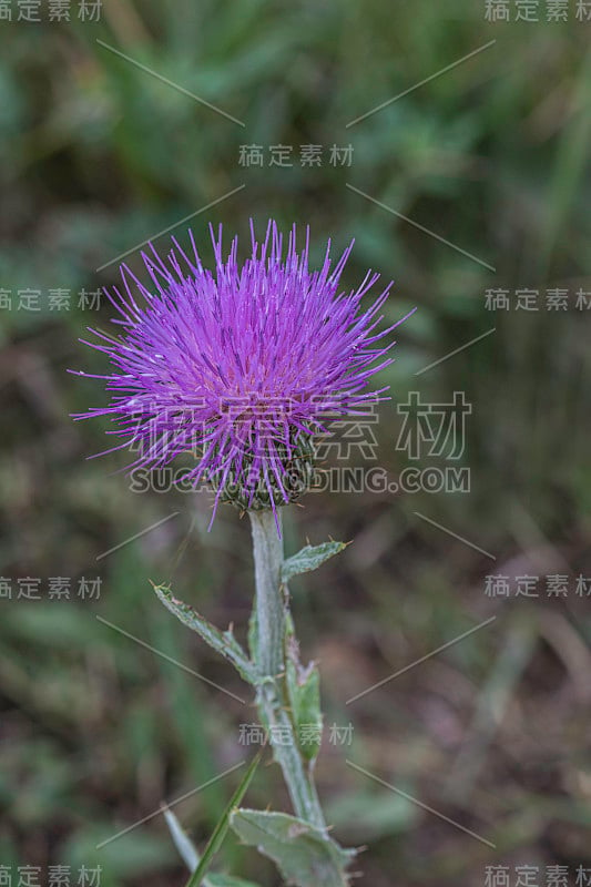 弗洛德曼蓟，俗称草原蓟，是一种原产于加拿大和美国北部的植物。西奥多·罗斯福国家公园，北达科他州