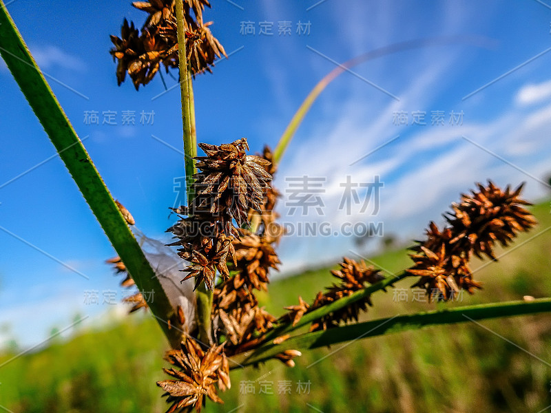 沼泽中的杂草