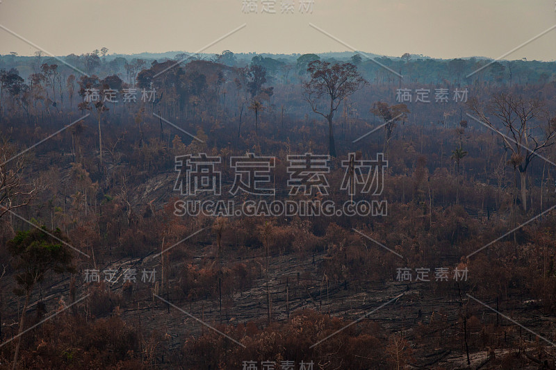 贾曼西姆国家森林内最近被烧毁和砍伐的地区。亚马逊雨林- Pará /巴西