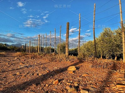 橄榄栅栏