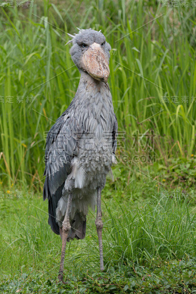 shoebill