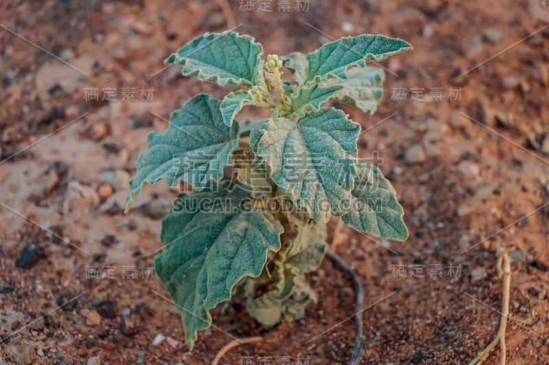 在其自然的沙漠生境中，色耳巴豆(Dyer's Croton)植物