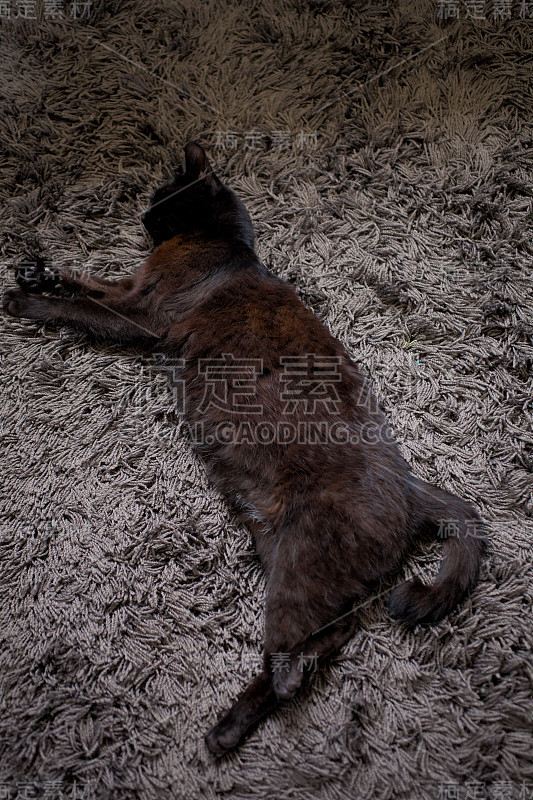 一只黑猫的打盹