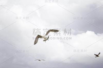 海鸥在天空
