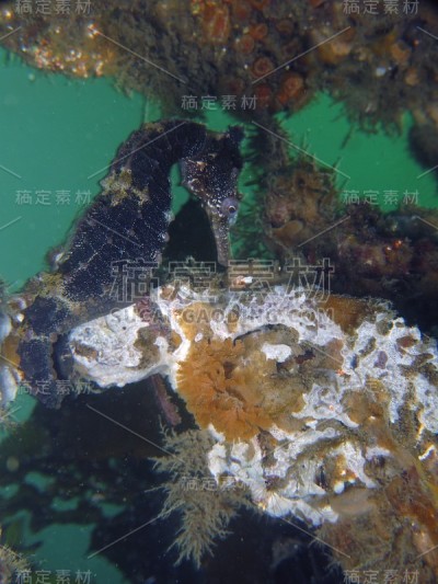一个野生棕色白海马的特写，海马(海马白)附着在鲨鱼网的屈臣氏湾水塘