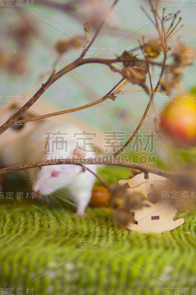 树枝间美丽的白老鼠