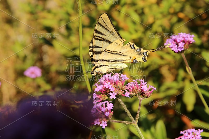 帆船猎鹰