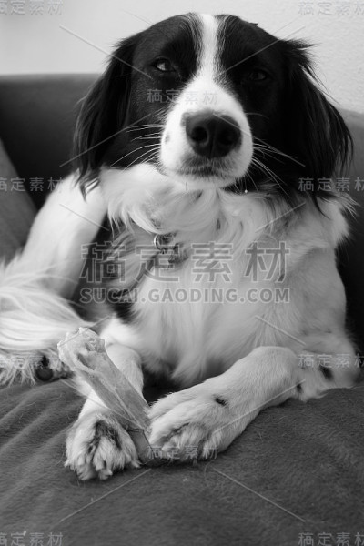 黑白狗和狗嚼