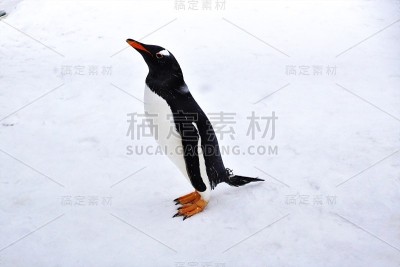 ペンギンのお散歩