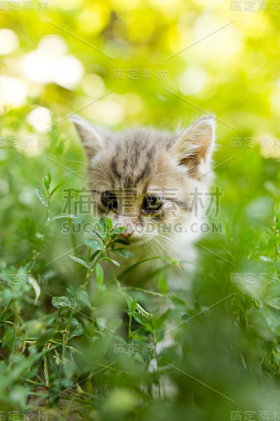 小猫在公园的绿草里