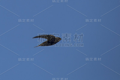 快速飞行。Swift (Apus Apus)。